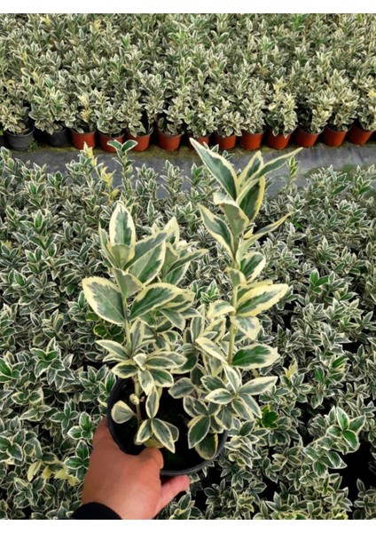 Bravo Taflan Euonymus Japonica Bravo 10 Adet fırsatları