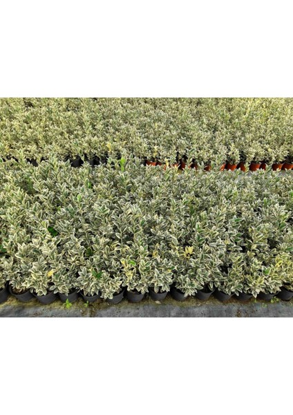 Bravo Taflan Euonymus Japonica Bravo 20 Adet