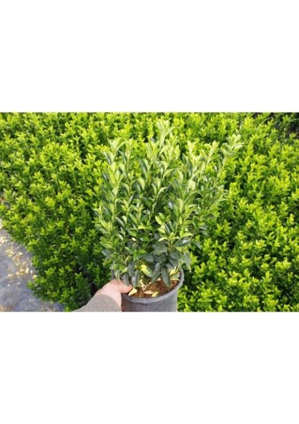 Yeşil Sütun Taflan – Green Rocket 10 Adet modelleri