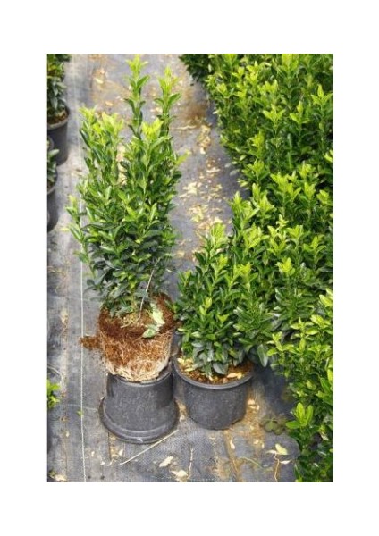 Yeşil Sütun Taflan – Green Rocket 10 Adet fırsatları