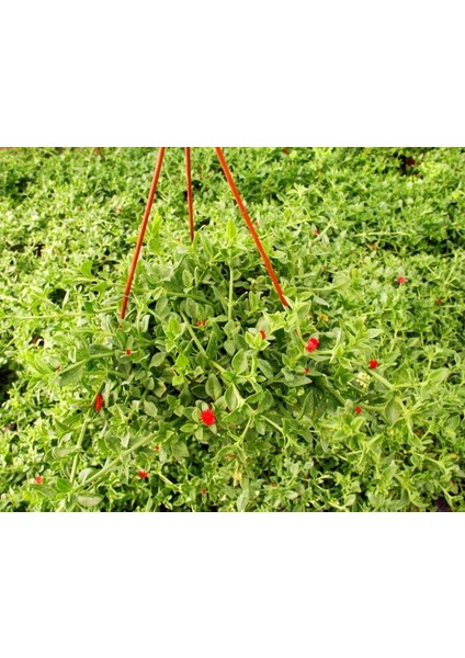 Buz Çiçeği Mesenbryanthemum Albatum Askılı Saksıda 3 Adet fırsatları