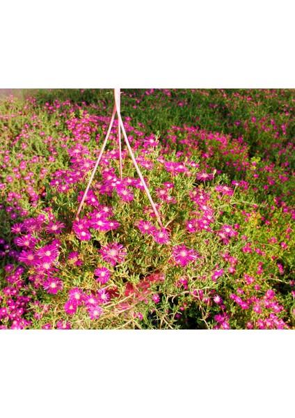Acem Halısı - Pembe Askılı Saksıda