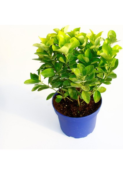 Gold Taflan (Euonymus Japonica Aurea) – Sarı Çit Bitkisi Mavi Sak