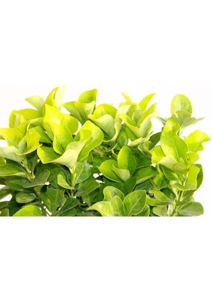 Gold Taflan (Euonymus Japonica Aurea) – Sarı Çit Bitkisi Mavi Sak fiyatları