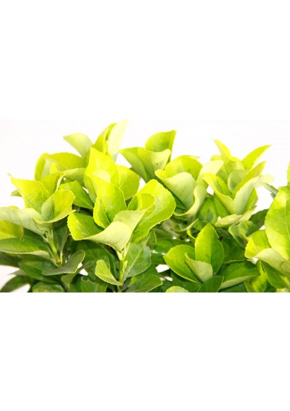 Gold Taflan (Euonymus Japonica Aurea) – Sarı Çit Bitkisi Mavi Sak fırsatları