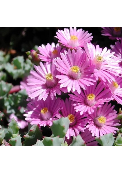 Pembe Buz Çiçeği Oscularia Deltoides 135 Adet fiyatları