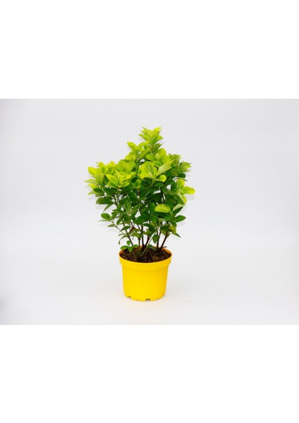 Sarı Saksıda Gold Taflan Euonymus 2 Adet