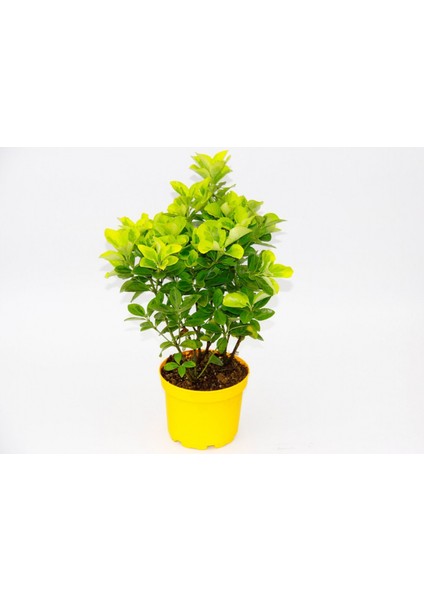 Sarı Saksıda Gold Taflan Euonymus 2 Adet