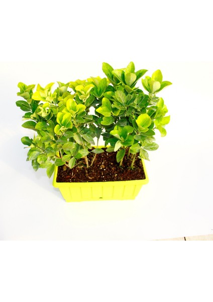 Gold Taflan (Euonymus Japonica Aurea) – Sarı Çit Bitkisi 6’li Dik fiyatları