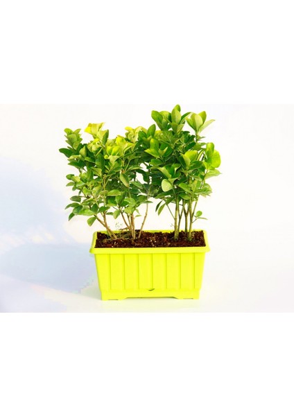 Gold Taflan (Euonymus Japonica Aurea) – Sarı Çit Bitkisi 6’li Dik modelleri