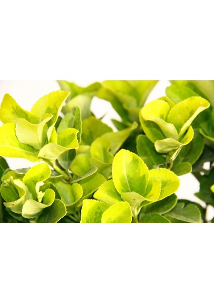 Gold Taflan (Euonymus Japonica Aurea) – Sarı Çit Bitkisi 6’li Dik fırsatları