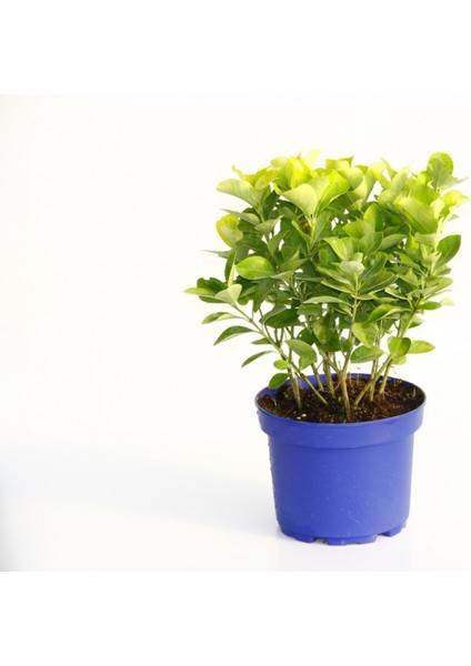 Gold Taflan (Euonymus Japonica Aurea) – Sarı Çit Bitkisi Mavi Sak modelleri