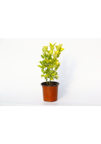 Gold Taflan (Euonymus Japonica Aurea) – Sarı Çit Bitkisi 2’li Dik