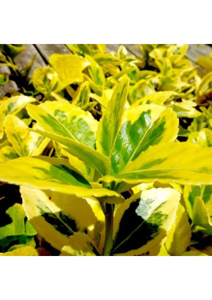 Gold Taflan (Euonymus Japonica Aurea) – Sarı Çit Bitkisi 2’li Dik modelleri