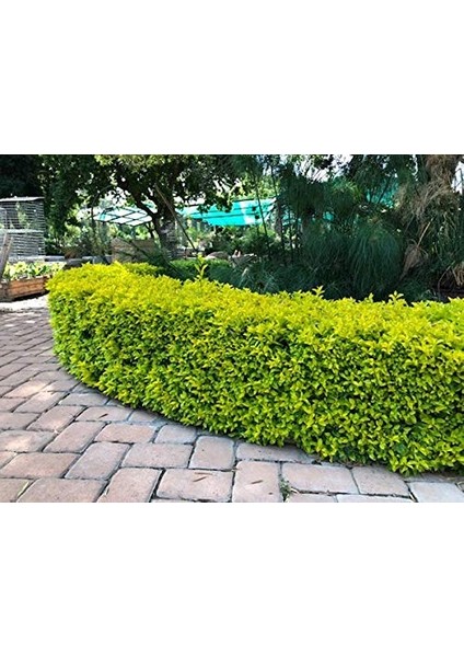 Gold Taflan (Euonymus Japonica Aurea) – Sarı Çit Bitkisi 2’li Dik fırsatları