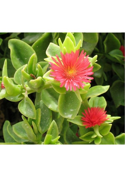 Buz Çiçeği Mesenbryanthemum Albatum 90 Adet