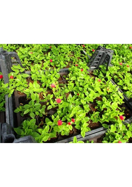 Buz Çiçeği Mesenbryanthemum Albatum 90 Adet indirimleri