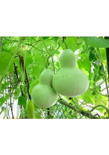 Su Kabağı & Et Kabağı Yerli Tohum fiyatları