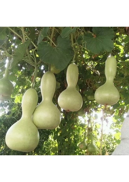 Su Kabağı & Et Kabağı Yerli Tohum fırsatları