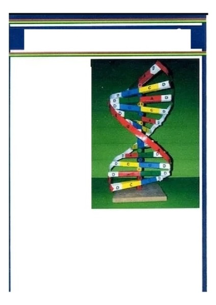 Dna Model Yapım Seti - 4 Adet