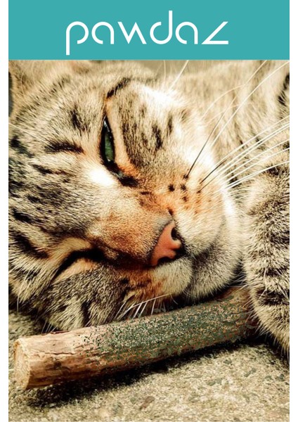 Catnipli Matatabi Stick- Kedi Oyun Çubuğu (3 Adet)