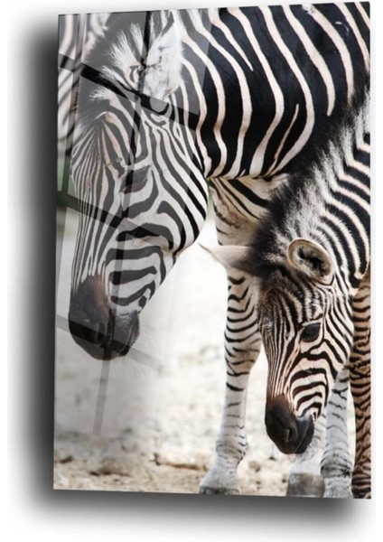 Zebra Cam Tablo Duvar Dekarasyonu