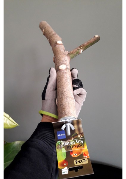 Venty 42 cm Doğal Şekilli Papağan Tüneği - Dal Tünek | Macaw, Kakadu, Jako, Amazon, Alex, Eklektus, Konur Türleri İçin İdeal - L278 modelleri