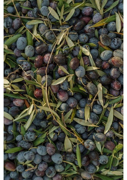 Sofralık Siyah Zeytin %100 Doğal Premium Net 165 Gr. | Doğal Fermente, Katkısız Koruyucusuz fiyatları