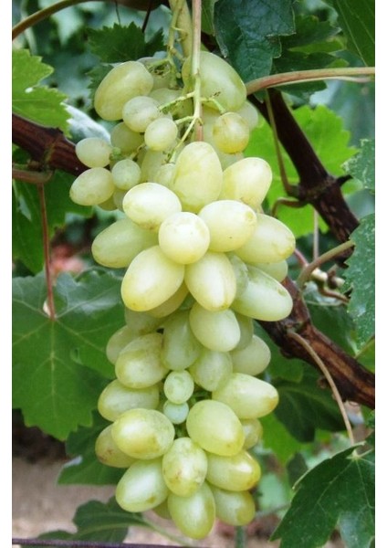 Yalova İncisi Üzüm Fidanı 2 Yaş Tüplü fiyatları