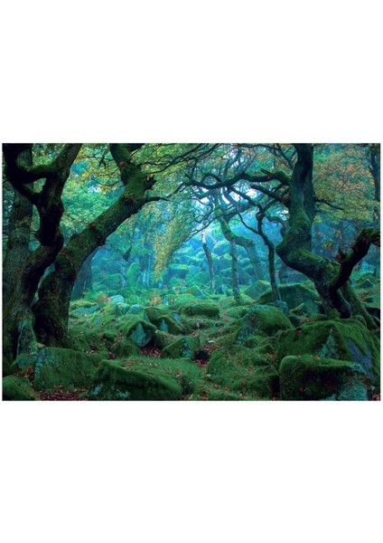 3 * 5ft Yeşil Orman Ormanı Fotoğraf Arka Plan Stüdyo Sahne Fotoğraf Arka Planı (Yurt Dışından)