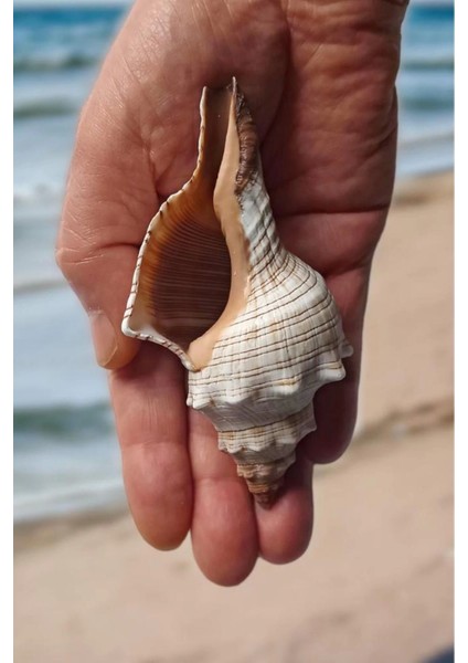 Büyük Boy Deniz Kabuğu Horse Conch 10HC