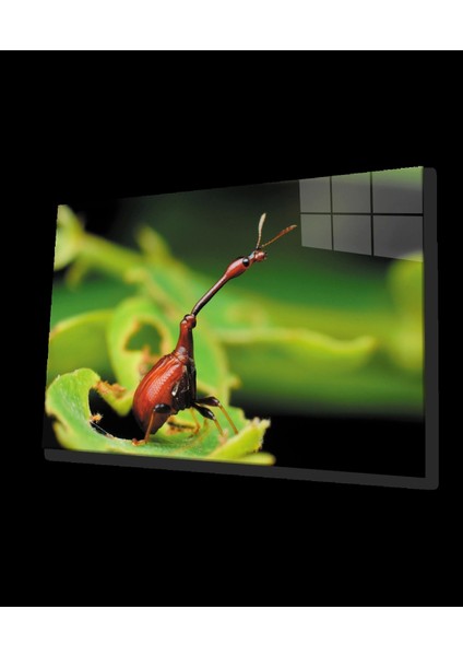 Böcek Yeşil Cam Tablo Insect Green