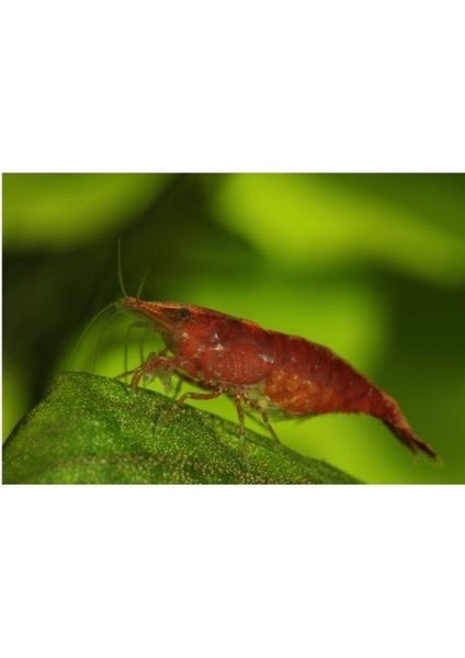 .kiraz Karides 10 Adet 1-2 cm