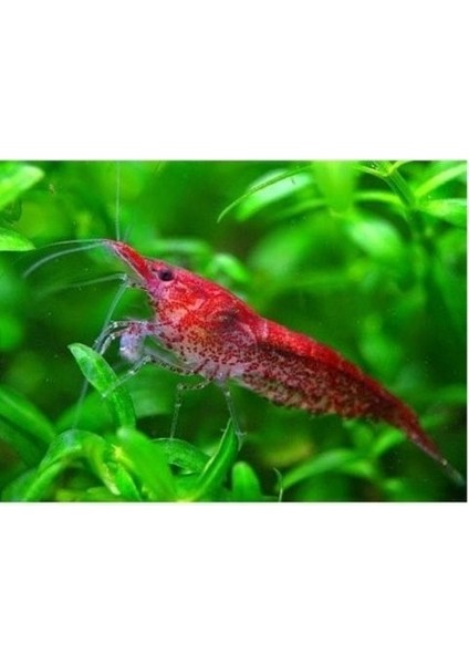 .kiraz Karides 10 Adet 1-2 cm