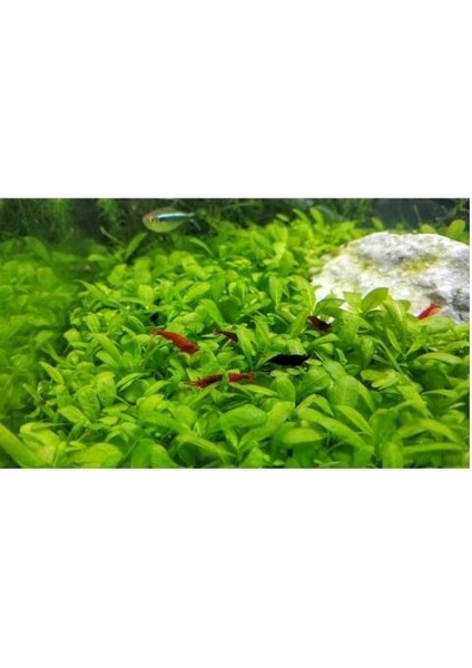 .kiraz Karides 10 Adet 1-2 cm