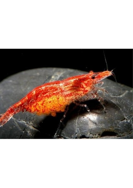 .kiraz Karides 10 Adet 1-2 cm