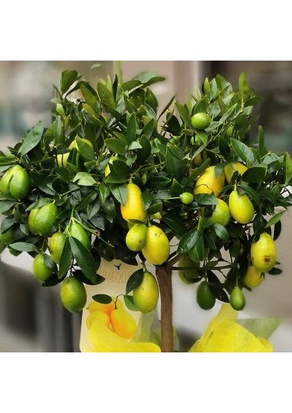 Lime Misket Limon Fidanı 3 Adet - Limequat