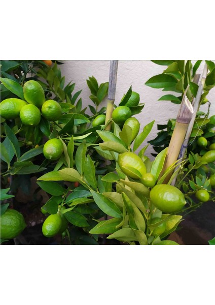 Lime Misket Limon Fidanı 3 Adet - Limequat