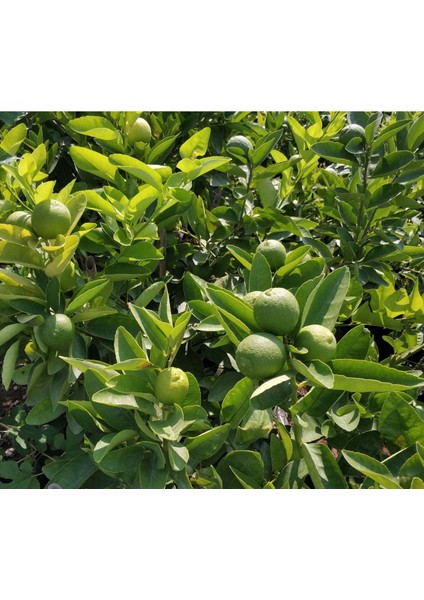 Lime Misket Limon Fidanı 3 Adet - Limequat