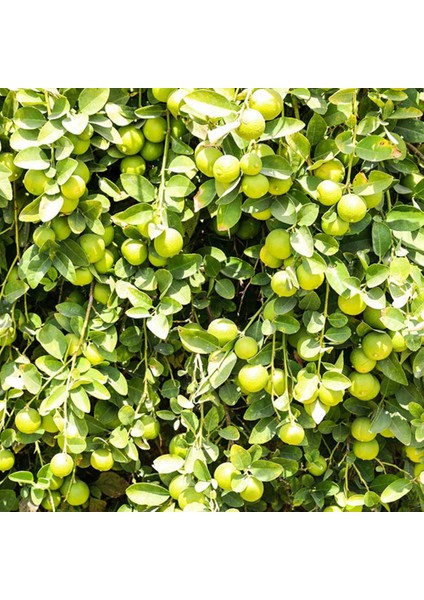 Lime Misket Limon Fidanı 3 Adet - Limequat