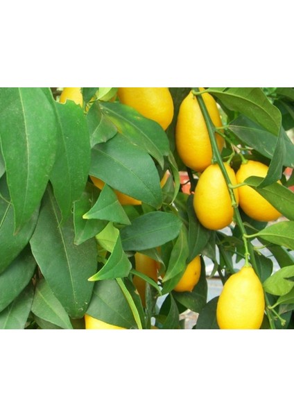 Lime Misket Limon Fidanı 3 Adet - Limequat