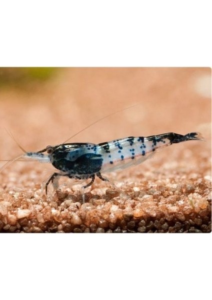Rili Karides Karbon 4 Ad 1-1.2 cm