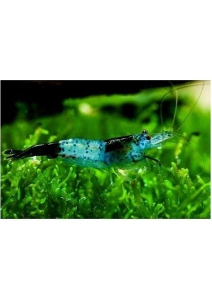 Rili Karides Karbon 4 Ad 1-1.2 cm
