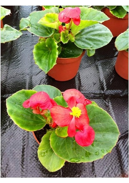 Begonya Çiçeği Kırmızı Begonıa Semperflorens 45 Adet
