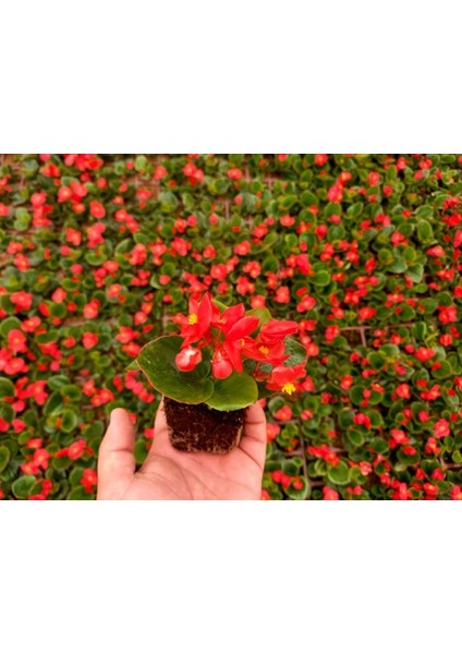 Begonya Çiçeği Kırmızı Begonıa Semperflorens 45 Adet