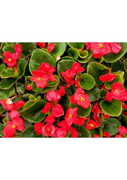 Begonya Çiçeği Kırmızı Begonıa Semperflorens 45 Adet