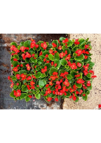 Begonya Çiçeği Kırmızı Begonıa Semperflorens 45 Adet