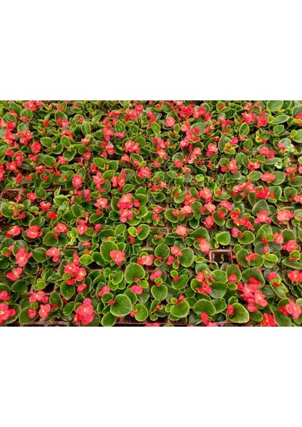 Begonya Çiçeği Kırmızı Begonıa Semperflorens 45 Adet