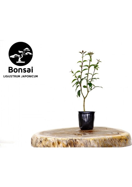 Bonsai Ligustrum Japonicum - Hediyelik 25 - 30 cm