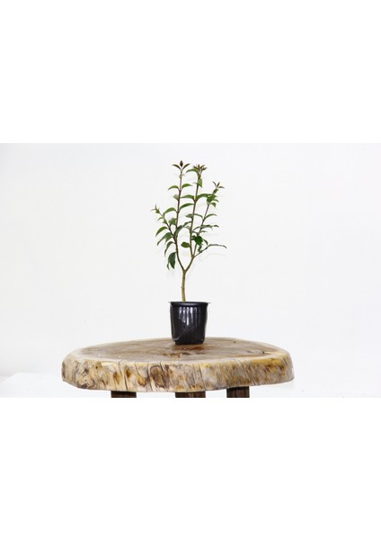 Bonsai Ligustrum Japonicum - Hediyelik 25 - 30 cm fiyatları